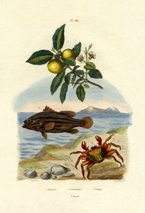 جوافة ، 1833-1839 بواسطة المدرسة الفرنسية